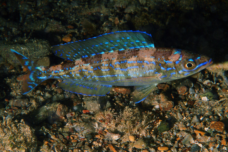 Famiglia Centracanthidae (Schede Identificative)